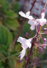 Plectranthus rubropunctatus