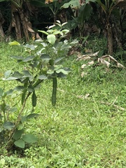 Canavalia ensiformis