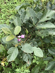 Canavalia ensiformis