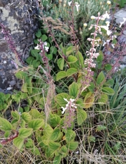 Plectranthus rubropunctatus