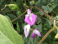 Canavalia ensiformis