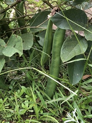 Canavalia ensiformis