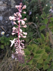 Plectranthus rubropunctatus