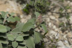 Cistus parviflorus