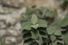 Cistus parviflorus