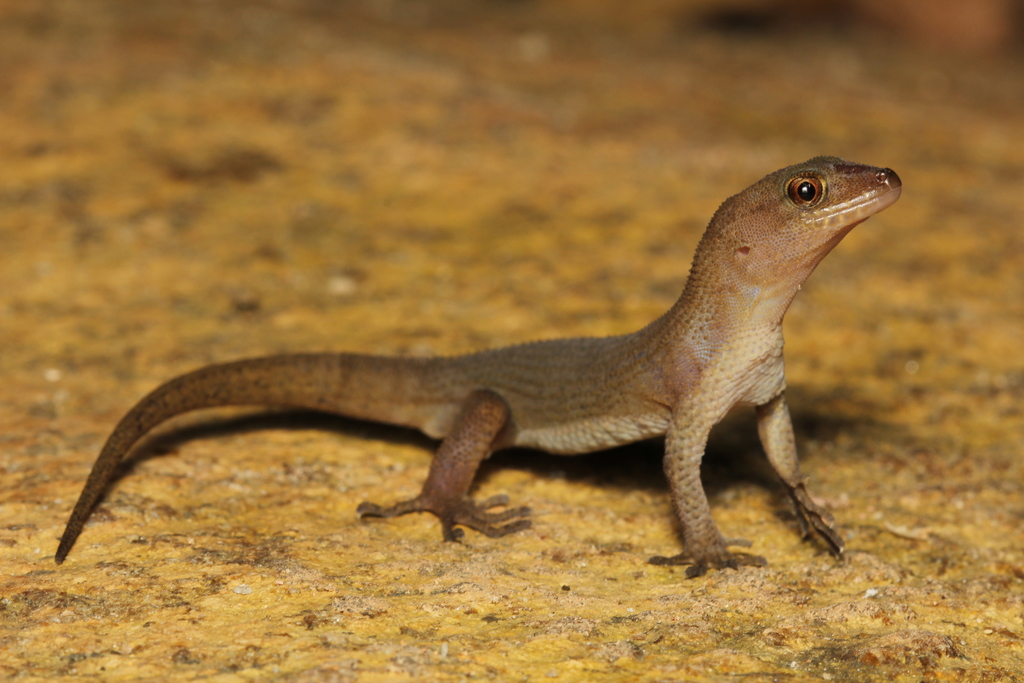 Atlantic Forest Naked-Toed Gecko