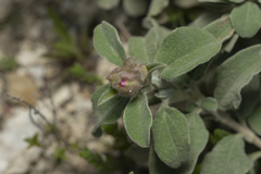 Cistus parviflorus