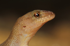 Gymnodactylus darwinii