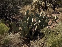 Opuntia engelmannii engelmannii