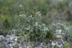 Cistus parviflorus