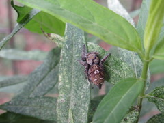 Phidippus carolinensis