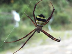 Argiope minuta