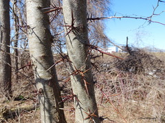 Gleditsia triacanthos triacanthos