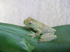 Itapotihyla langsdorffii