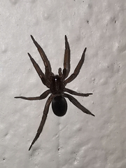 Arachnida
