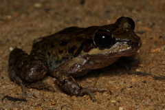 Thoropa miliaris
