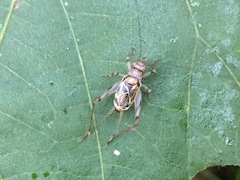 Svistella bifasciata