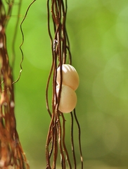 Ailuronyx seychellensis