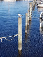 Chroicocephalus ridibundus