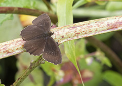 Panyapedaliodes drymaea