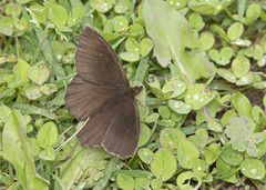 Panyapedaliodes drymaea