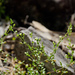 Arenaria leptoclados - Photo (c) Tony Rodd, algunos derechos reservados (CC BY-NC-SA)