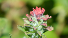 Castilleja arvensis