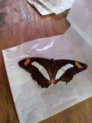 Adelpha iphiclus iphiclus