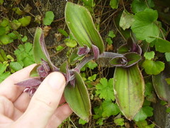 Tradescantia cerinthoides