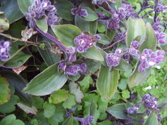 Tradescantia cerinthoides