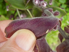 Tradescantia cerinthoides