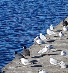 Chroicocephalus ridibundus