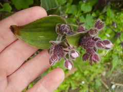 Tradescantia cerinthoides