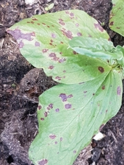 Botrytis fabae