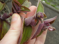 Tradescantia cerinthoides