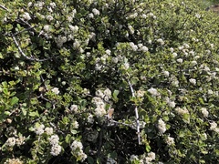 Ceanothus ferrisiae