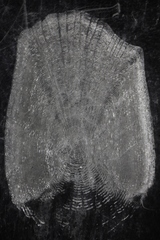 Catostomus commersonii