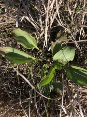 Arnoglossum plantagineum