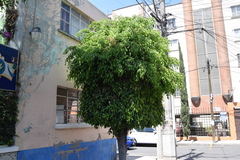 Ficus benjamina