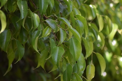 Ficus benjamina