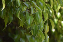 Ficus benjamina