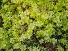 Selaginella apoda