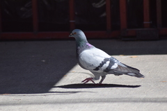 Columba livia