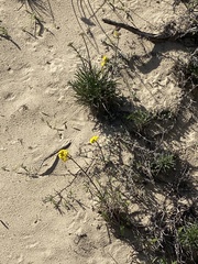 Erysimum suffrutescens