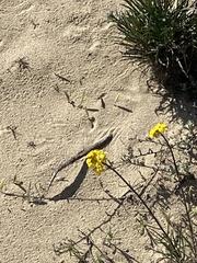 Erysimum suffrutescens