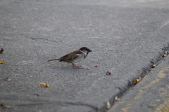Passer domesticus