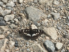 Limenitis doerriesi