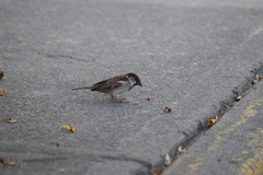 Passer domesticus