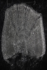 Catostomus commersonii