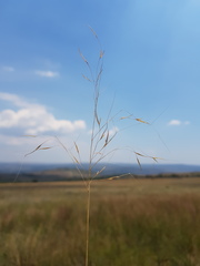Aristida diffusa burkei